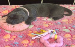 Cane Corso dogs for sale: 8 beautiful cane corsos  - Image 9