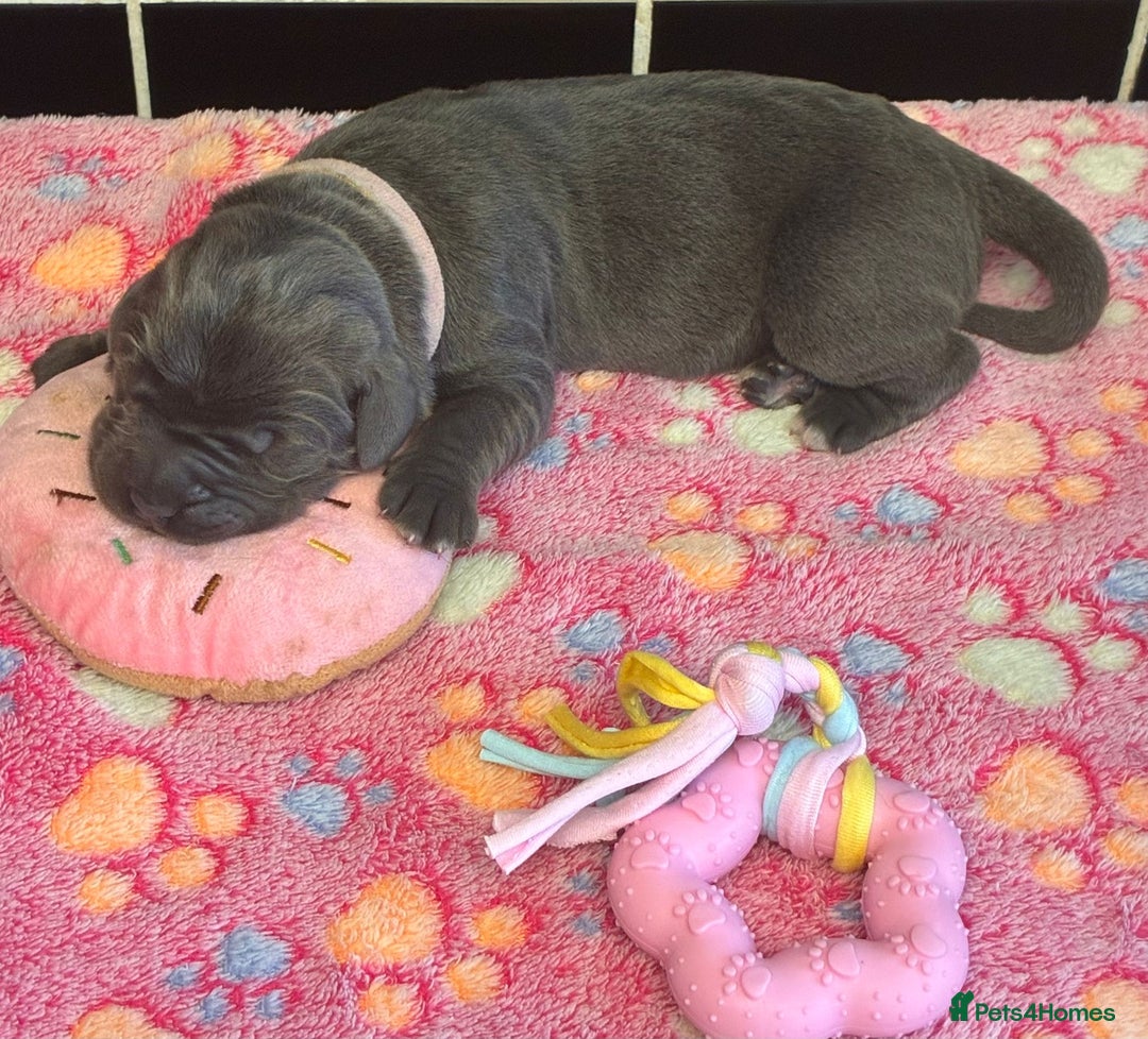 Cane Corso dogs for sale: 8 beautiful cane corsos  - Image 9