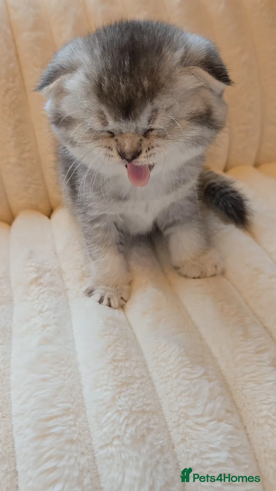 Scottish Fold cats for sale: scottish fold kittens for sale - Advert 17