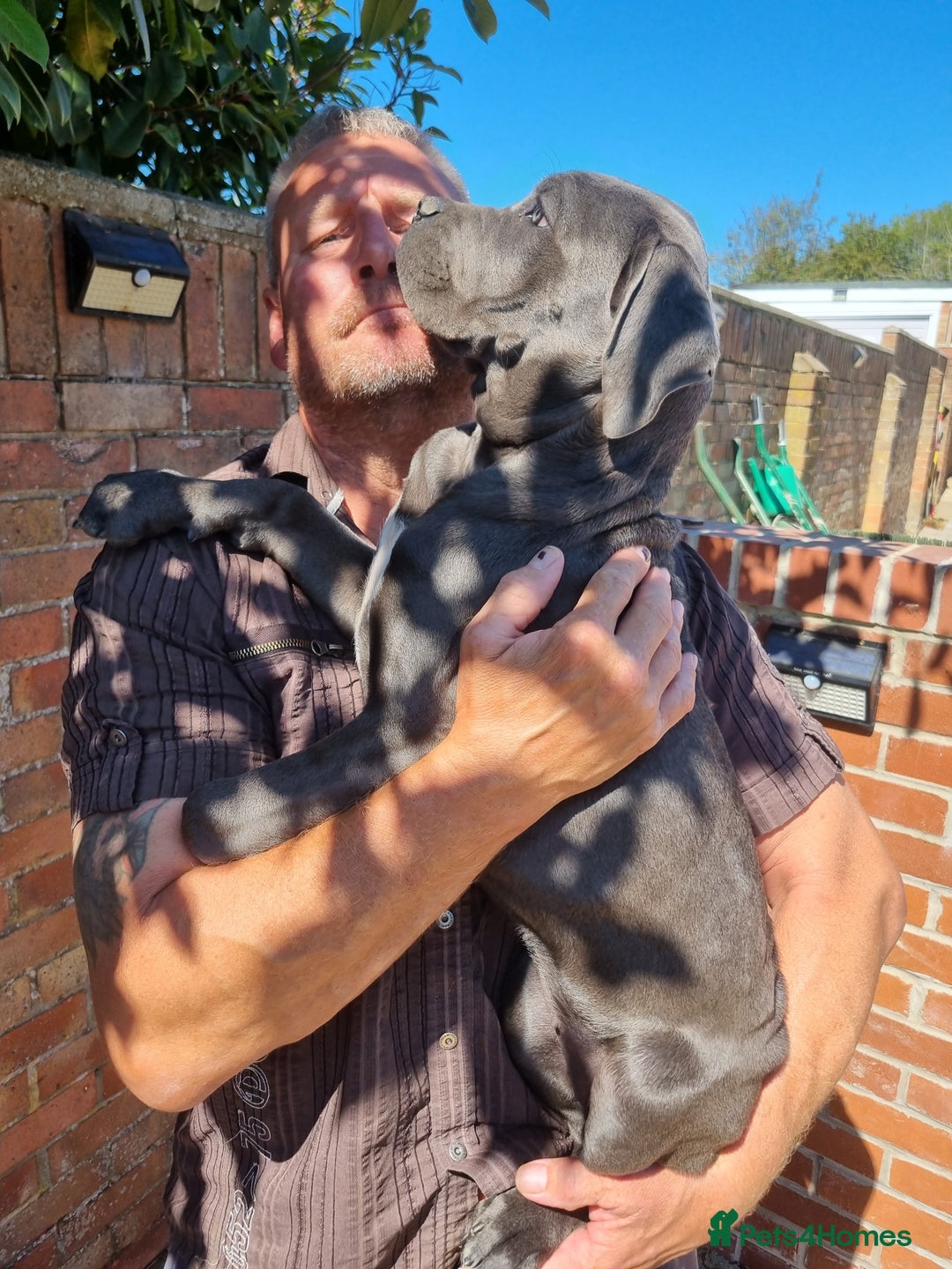 Cane Corso dogs for sale: Italian cane corso puppies  - Image 2