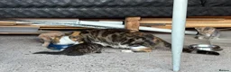 Mixed Breed cats for sale: 6 lovely kittens for sale - Advert 10