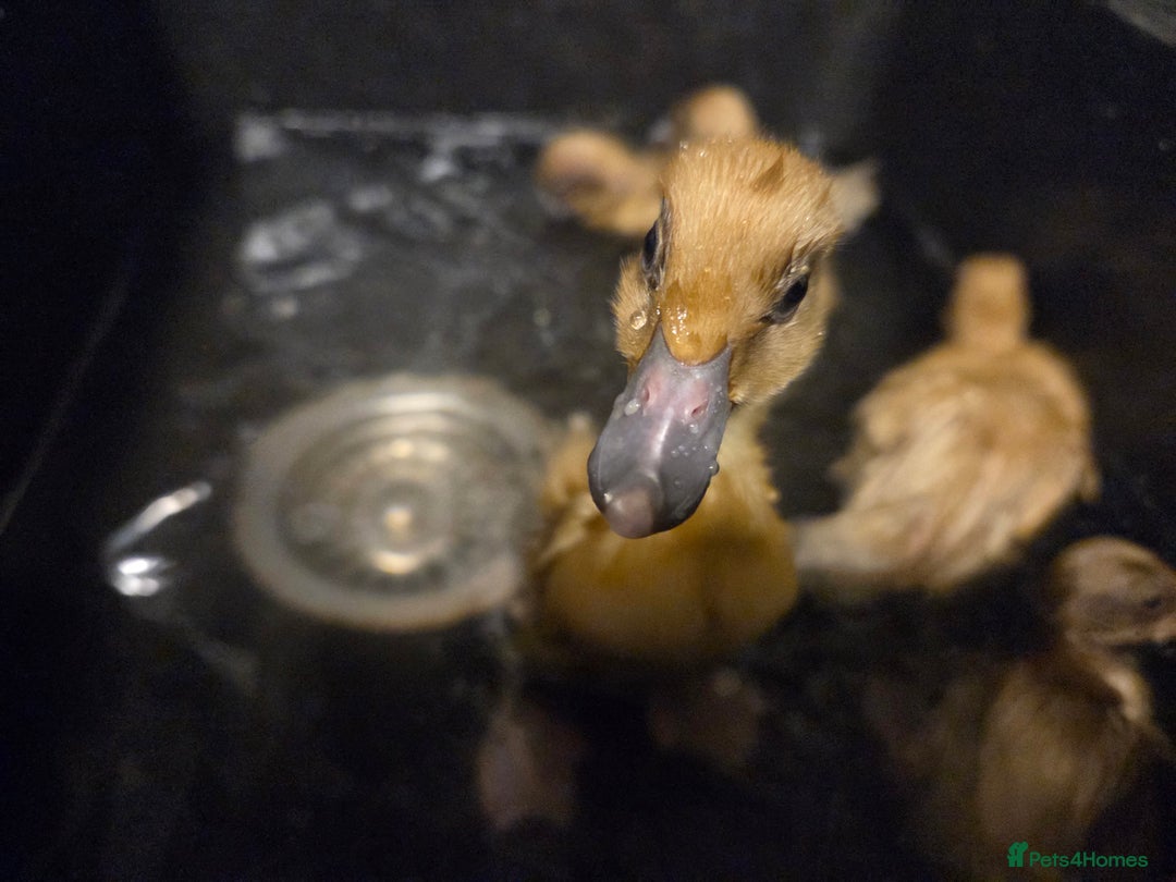 Ducks poultry for sale: Rare colour Pure bred silver runner Ducks  - Advert 9