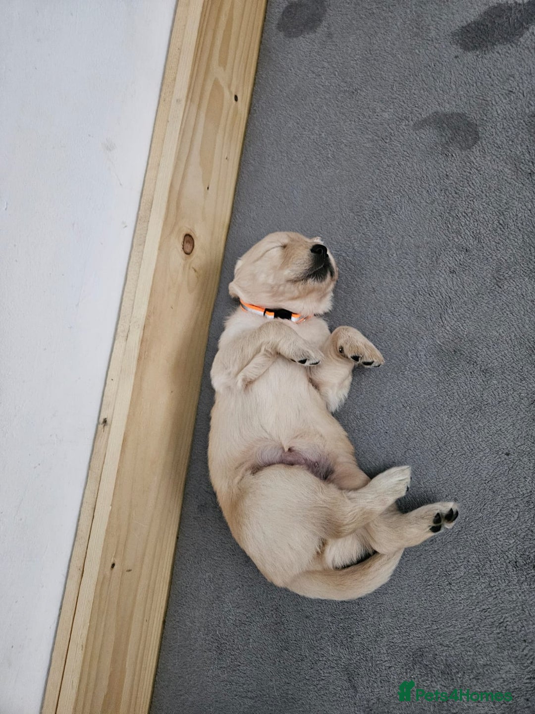 Golden Retriever dogs for sale: Golden retriever puppies - Image 18