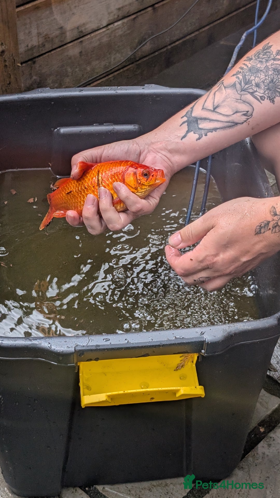 Goldfish fish for sale: Large Pond GoldFish  - Image 2