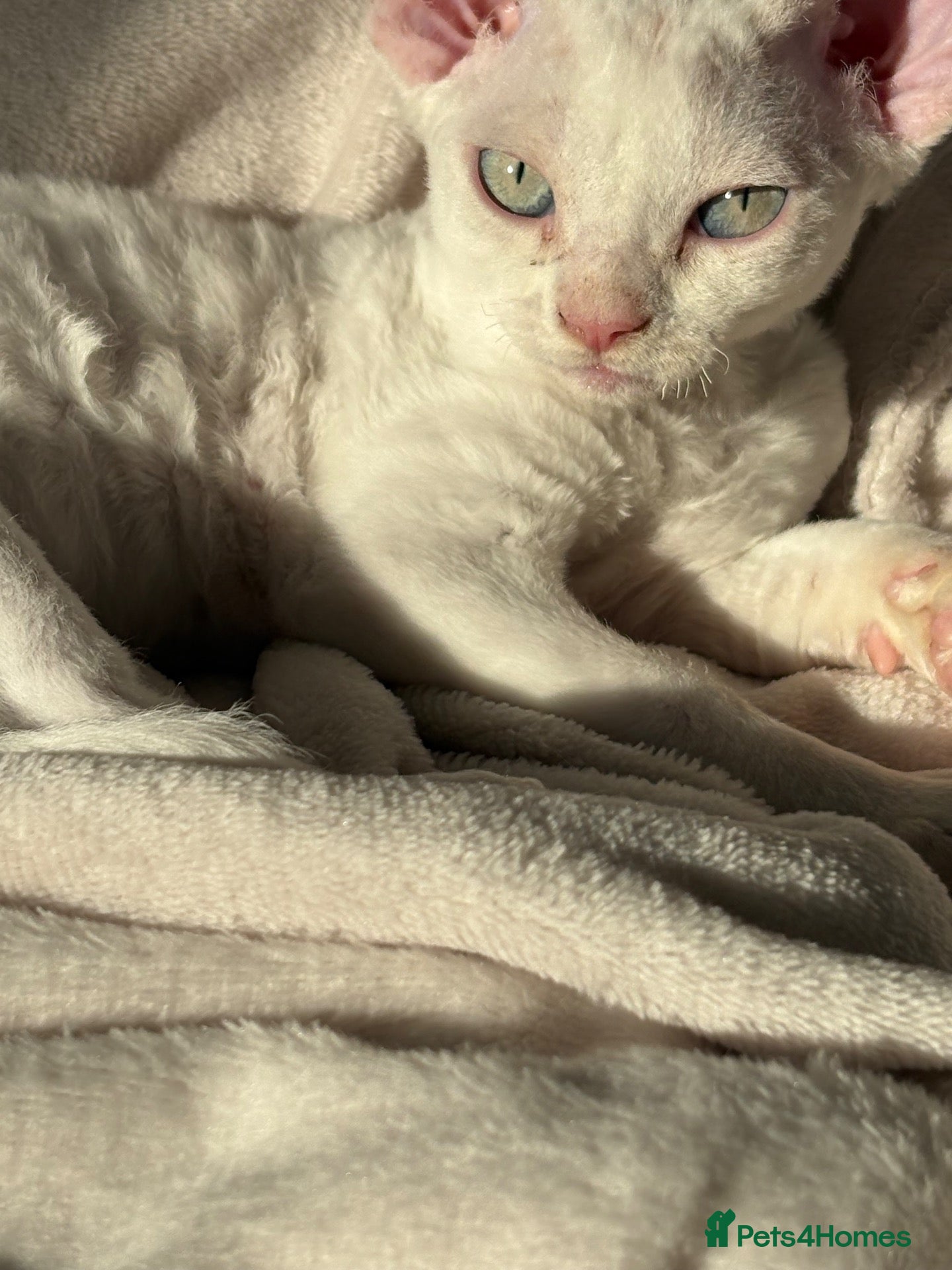 Devon Rex cats Ready to go ❤️devon rex female available 😻❤️ - Advert 2