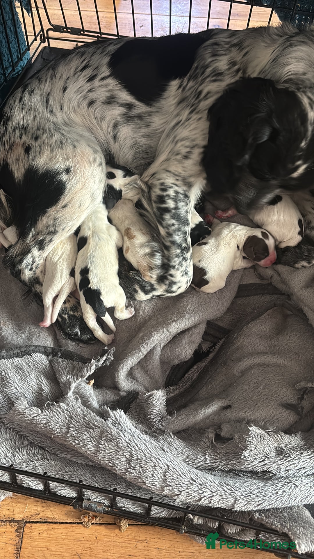 Sprocker dogs for sale: Sprocker spaniel pure bred puppies - Image 3