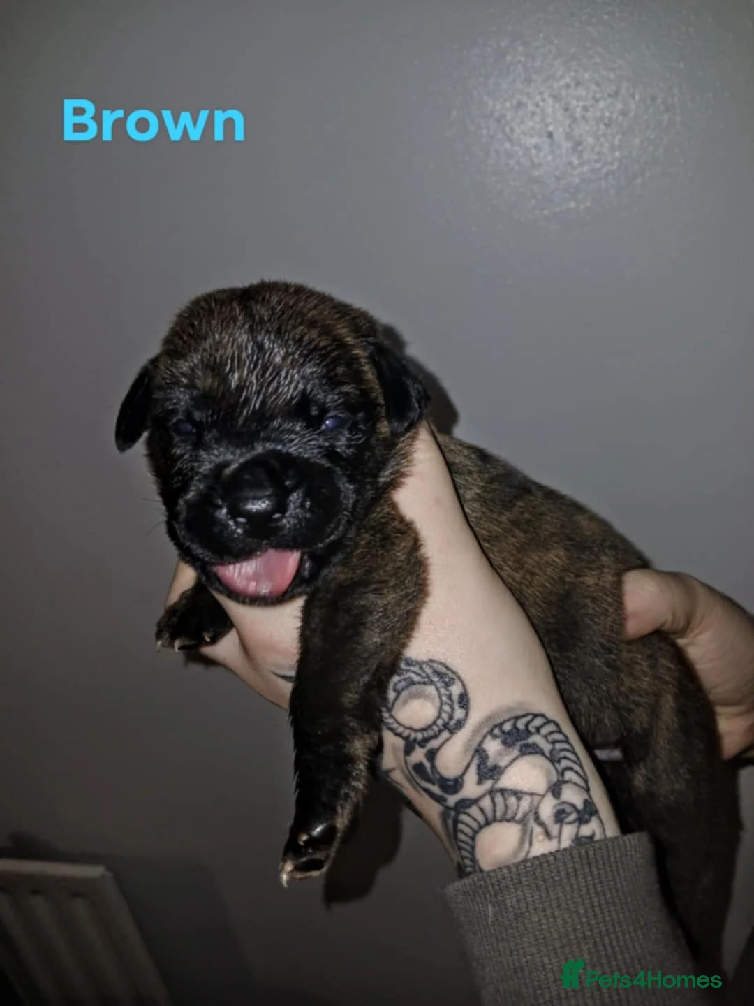 Mixed Breed dogs for sale: CANE CORSO X PRESA CANARIO PUPS £750 - Advert 24