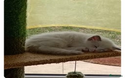 Ragdoll cats for sale: Kitten Ragdoll bicolor 1 boy. - Image 7
