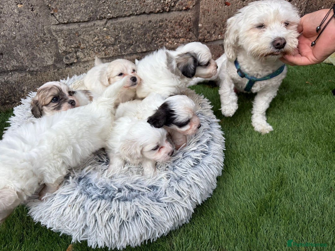 Bichon Frise dogs for sale: Adorable Puppies Ready for Their Forever Homes  - Image 25