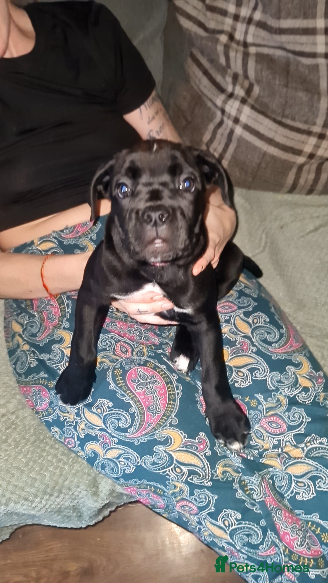 Cane Corso dogs for sale: 2 beautiful cane corso puppies  - Advert 5