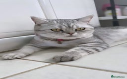 British Shorthair cats for sale: Sweet British Shorthair X Kittens - Image 8