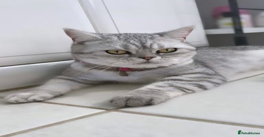 British Shorthair cats - Advert 10