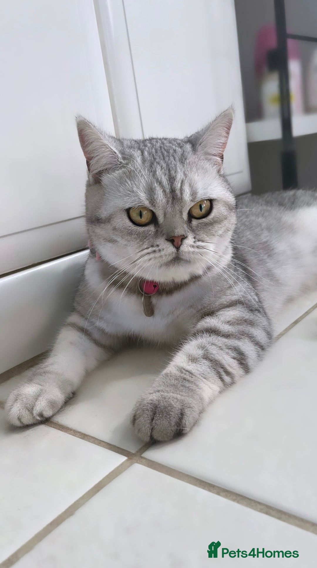 British Shorthair cats for sale: Sweet British Shorthair X Kittens - Image 8