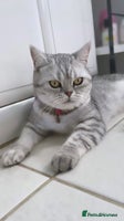 British Shorthair cats - Advert 10