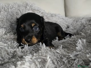 Miniature Dachshund dogs 🐾💙KC Reg. Long Haired Little Boy 💙🐾 - Advert 3