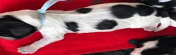 Cocker Spaniel dogs for sale: 1 gorgeous show cocker male puppies available 😁 - Advert 16
