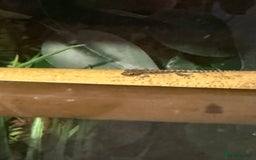 Gecko reptiles for sale: Mourning Geckos and set up - Image 4
