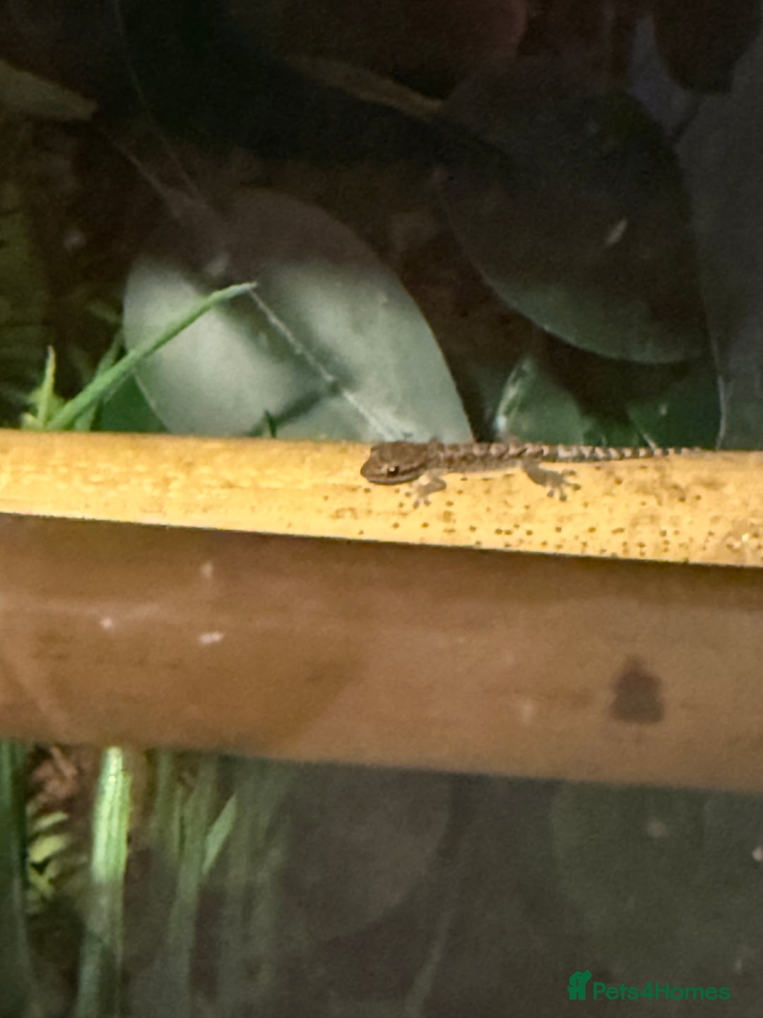 Gecko reptiles for sale: Mourning Geckos and set up - Image 4