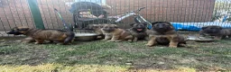 German Shepherd dogs for sale: Super Special Unique German Shepard Puppies  - Advert 2