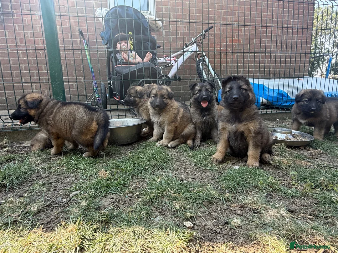 German Shepherd dogs for sale: Super Special Unique German Shepard Puppies  - Advert 2