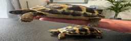 Hermann Tortoise reptiles for sale: 9 Month Old Hermanns Tortoises for Sale x 2 in Egham - Advert 5