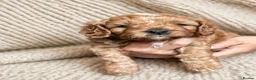 Cavapoo dogs for sale: Beautiful Litter of F1 Red Cavapoos Health Tested - Advert 8