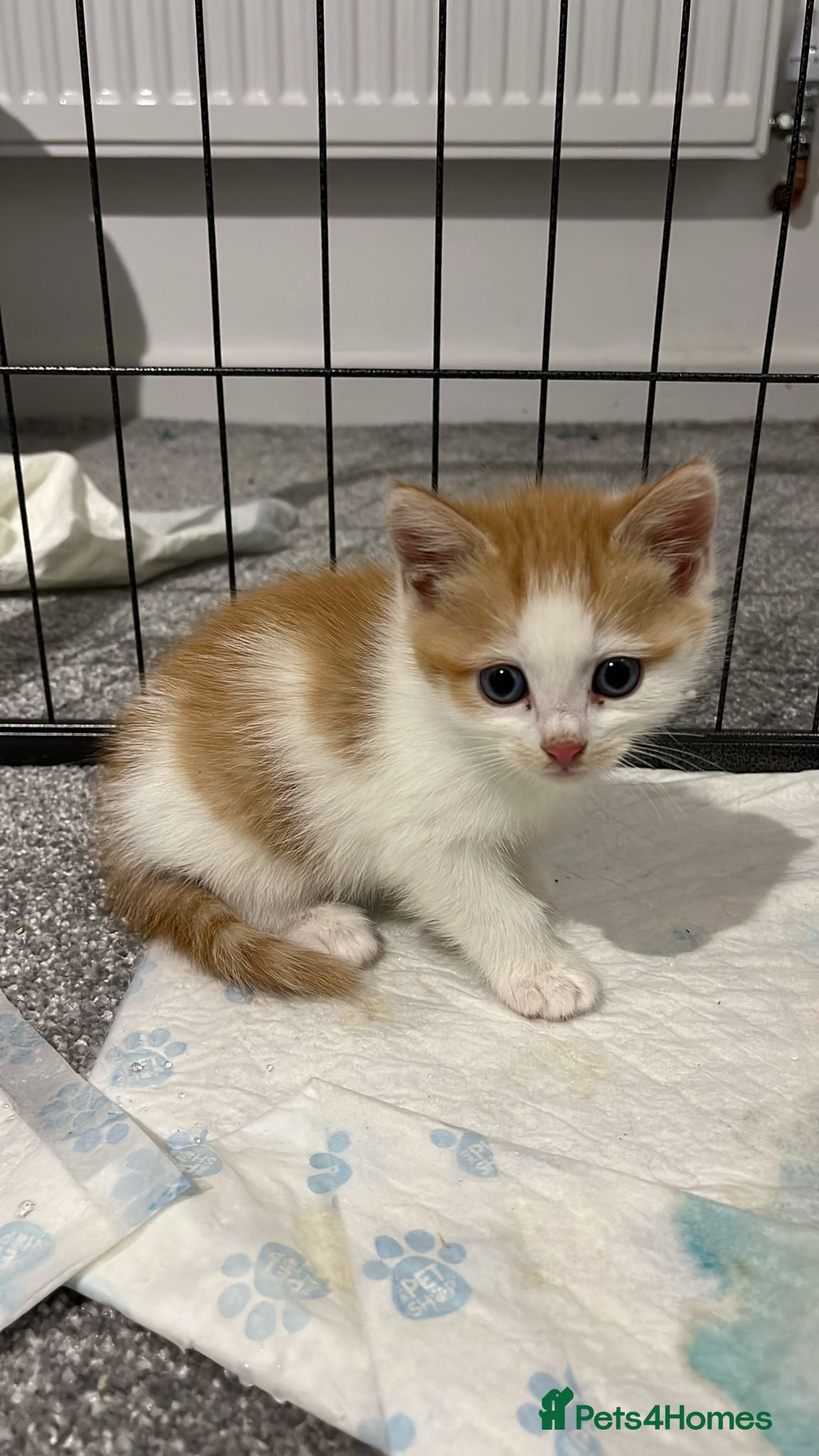 Mixed Breed cats Ragdoll/British Short Hair Cross Kitten - Advert 2