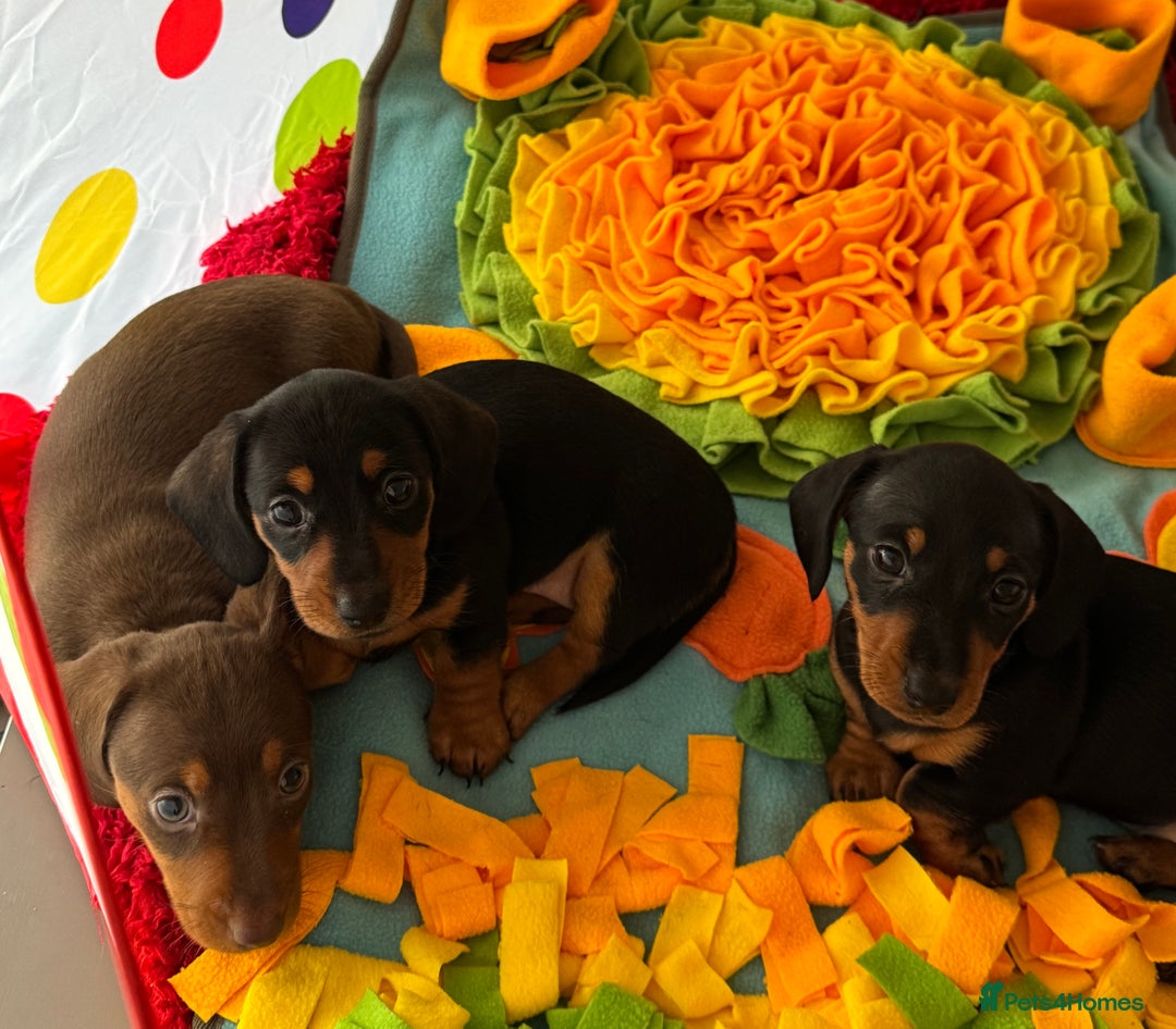 Dachshund dogs for sale: Mini dachshund puppies, PRA clear, health tested - Advert 40