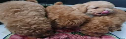 Toy Poodle dogs for sale: KC Real Toy Poodle 1 female and 1 male  puppy - Advert 13