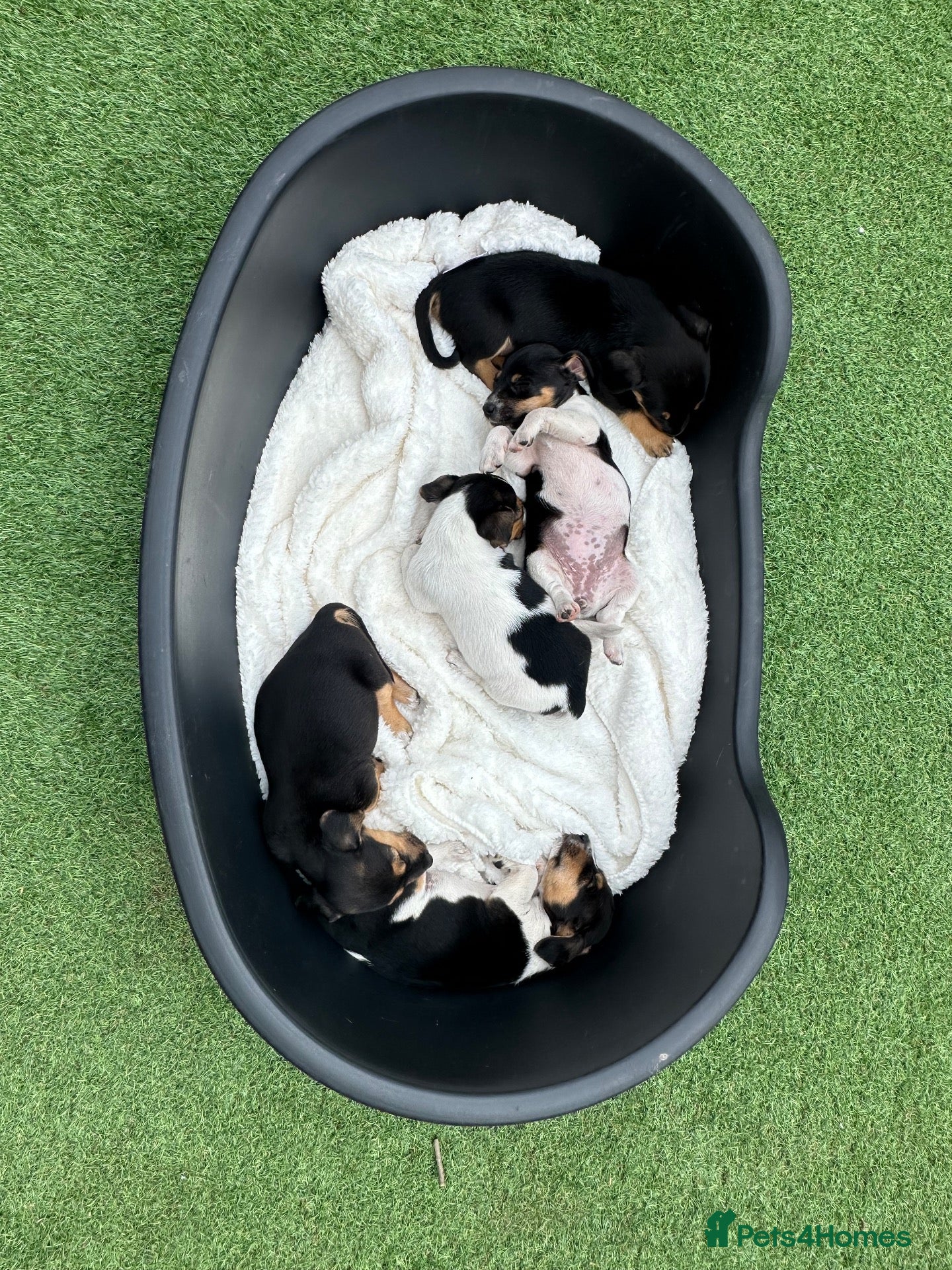 Jack Russell dogs Jack Russell puppies - Advert 1