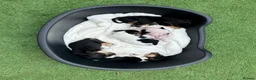 Jack Russell dogs for sale: Jack Russell puppies in Sandy - Advert 1