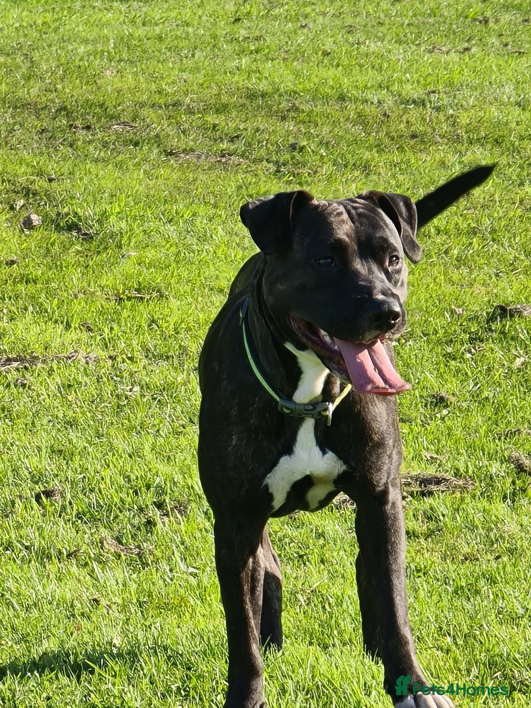 Mixed Breed dogs for sale: Staff x American pocket bully pups  - Image 19