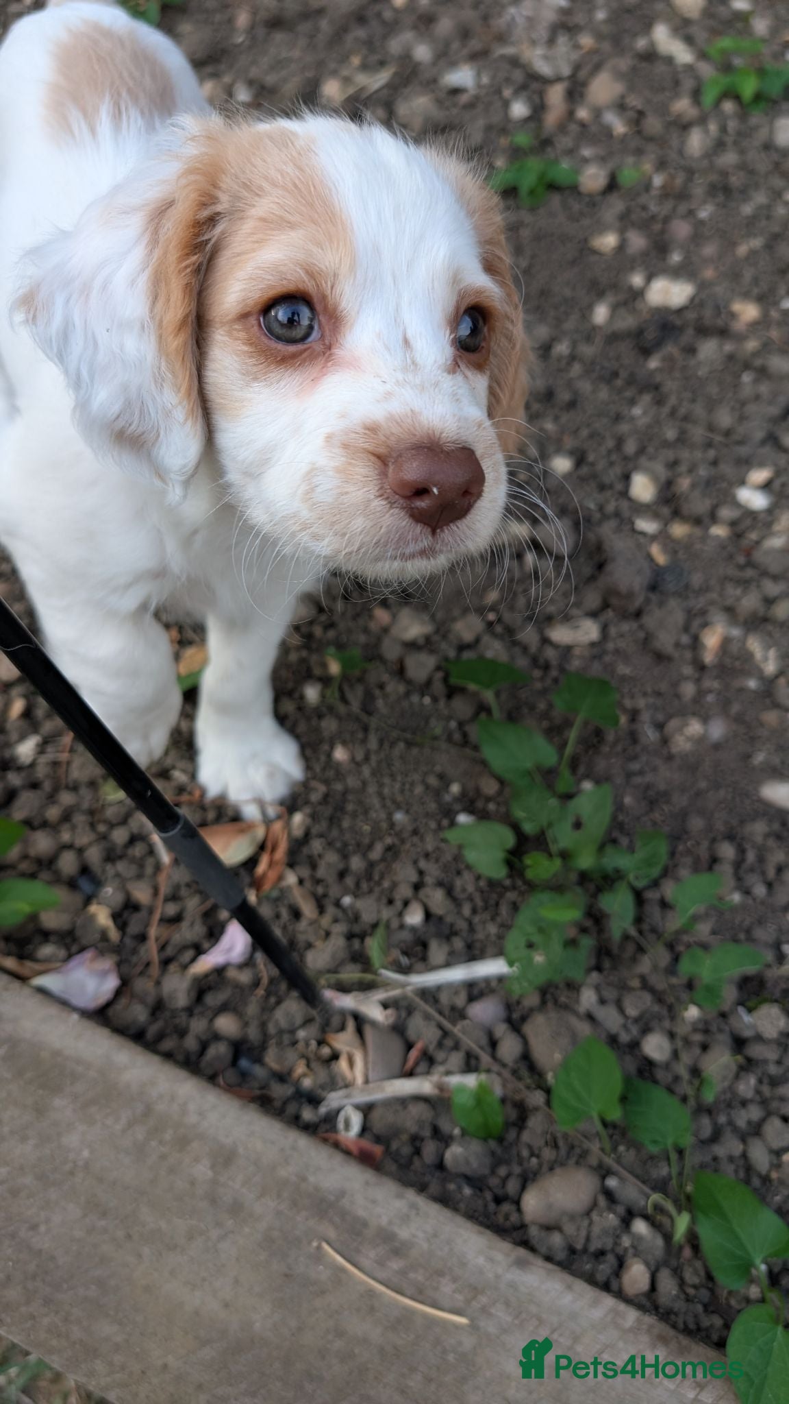 Cockapoo dogs Beautiful F1b Cockapoo Puppies 🐾 - Advert 10