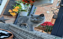 Mixed Breed cats for sale: Two indoor females seeking loving home together  - Image 5