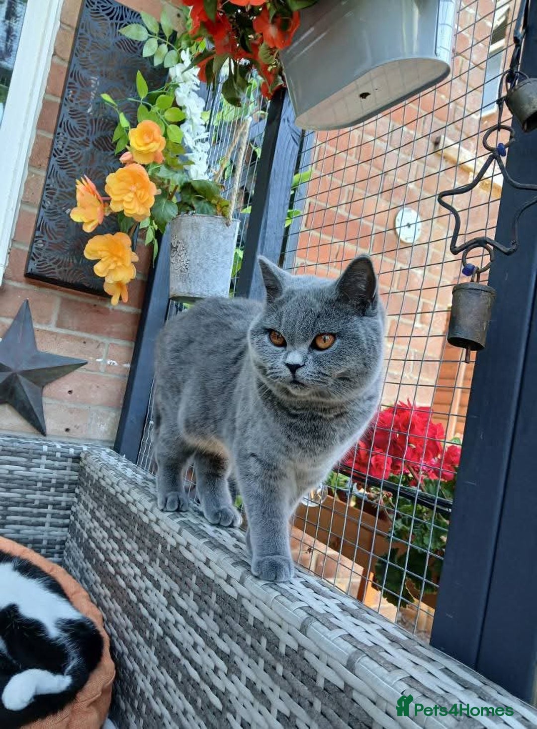 Mixed Breed cats for sale: Two indoor females seeking loving home together  - Image 5