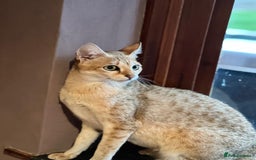 Savannah cats for sale: Stunning Savannah cats for sale - Image 6