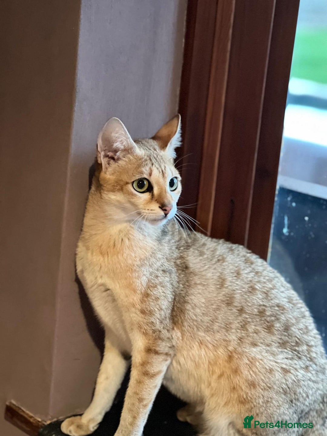 Savannah cats for sale: Stunning Savannah cats for sale - Image 6