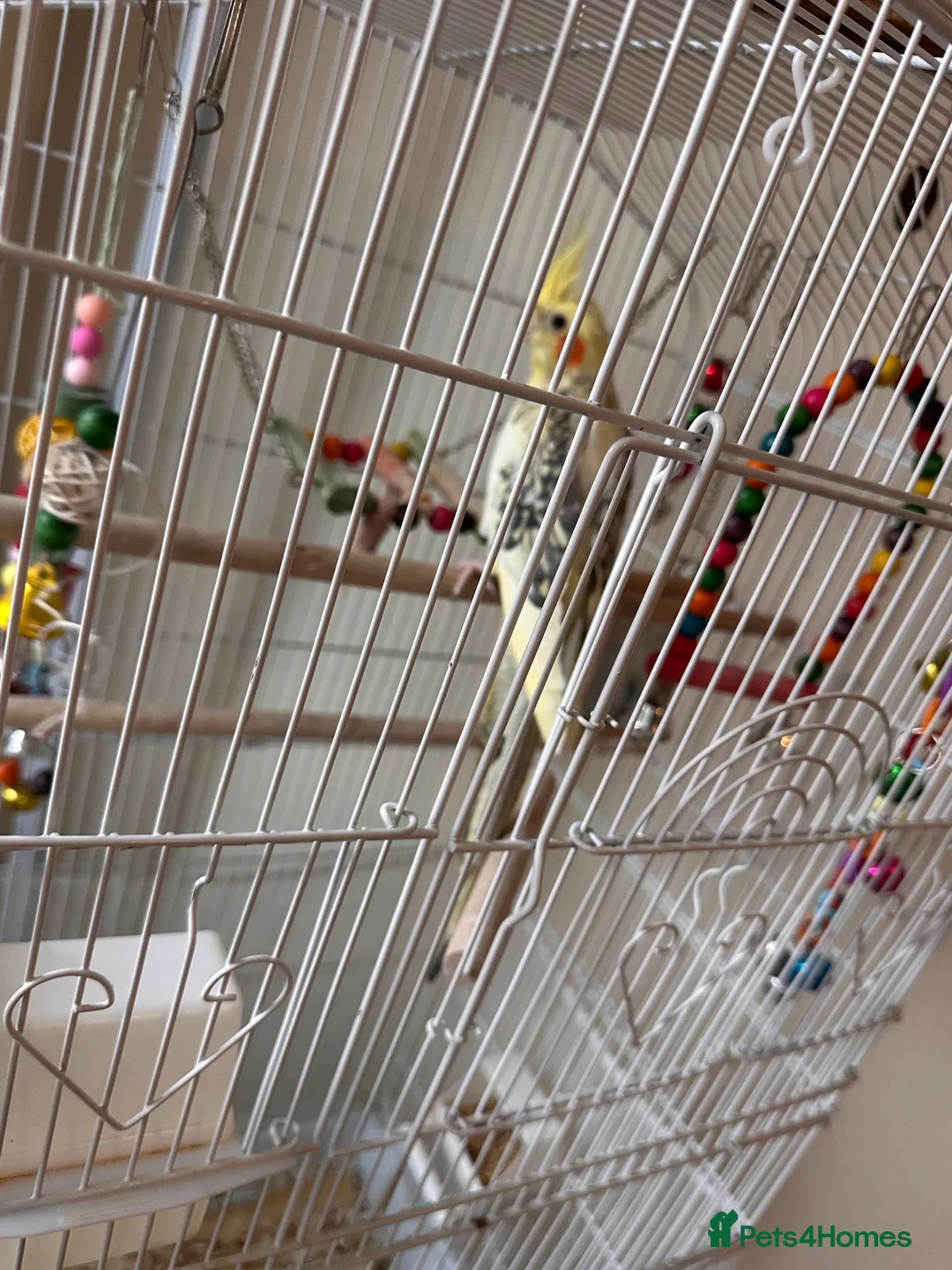 Parakeets birds for sale: Parakeet (including cage and all accessories)  in Ebbw Vale - Advert 2