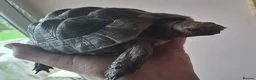 Hermann Tortoise reptiles for sale: Spur Thigh Med. Male Tortoise - Advert 2