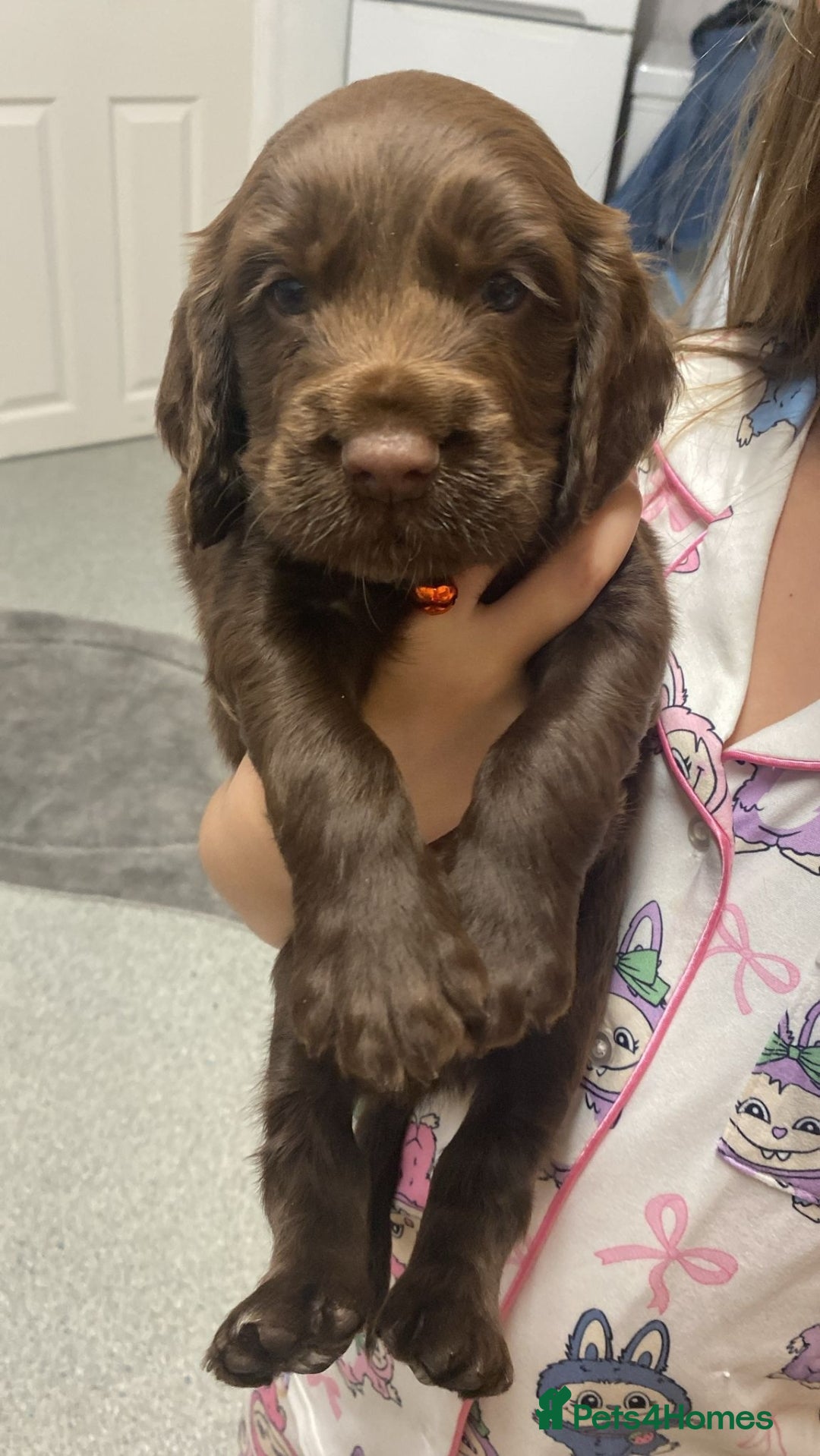 Cockapoo dogs (LAST BOY) Beautiful litter of 2 boys 2 girls - Advert 13