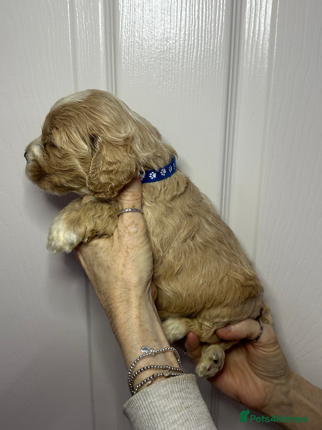 Cockapoo dogs for sale: Cockerpoo puppies  - Advert 18