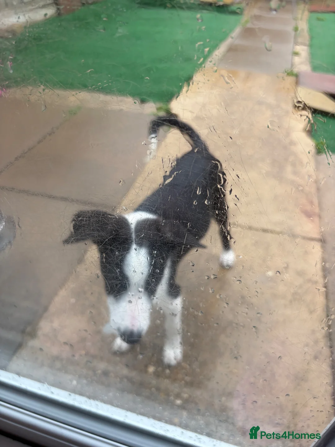 Bearded Collie dogs for sale: Male collie pup - Advert 6