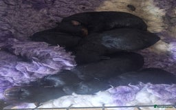 Rottweiler dogs for stud: Kc registered proven big rottweiler stud in Aylesbury - Image 10