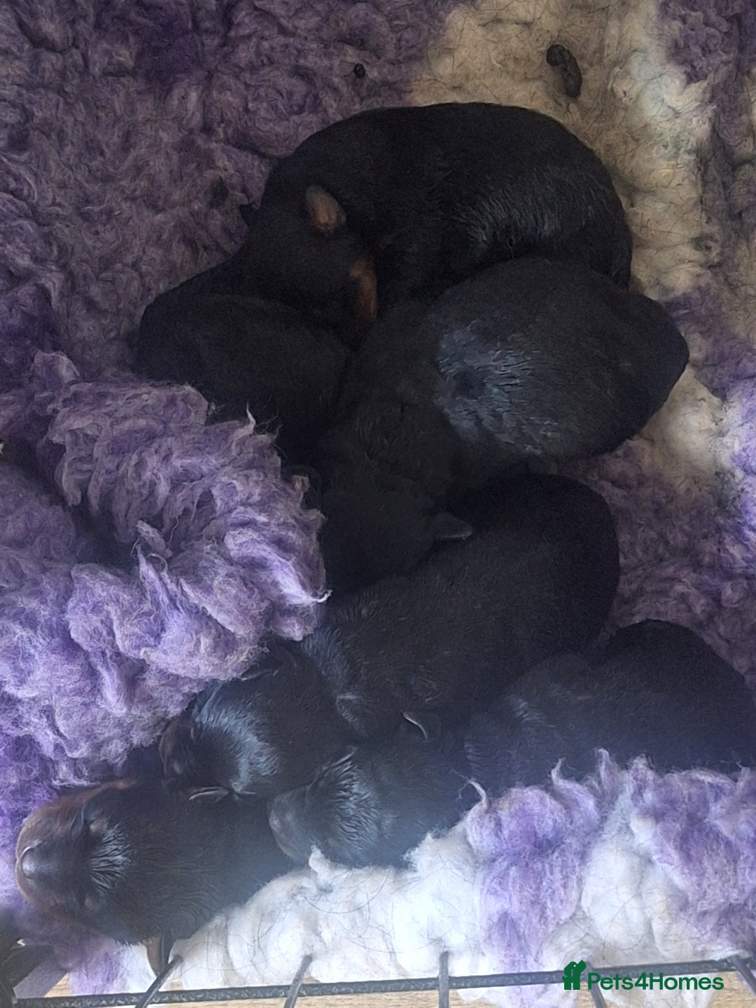 Rottweiler dogs for stud: Kc registered proven big rottweiler stud in Aylesbury - Image 10