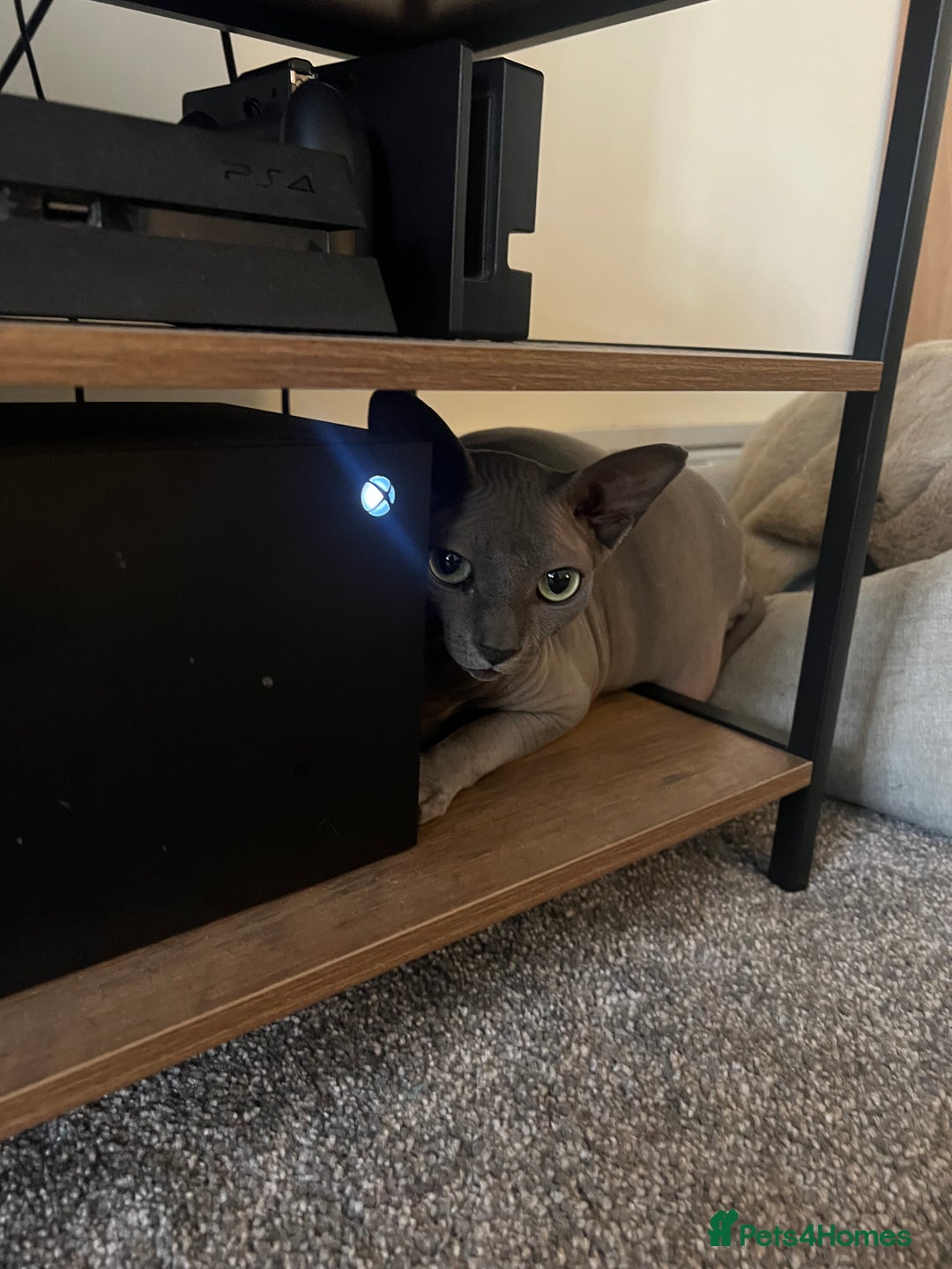 Sphynx cats for sale: 2 Year Old Sphynx Girl for Rehoming - Image 2