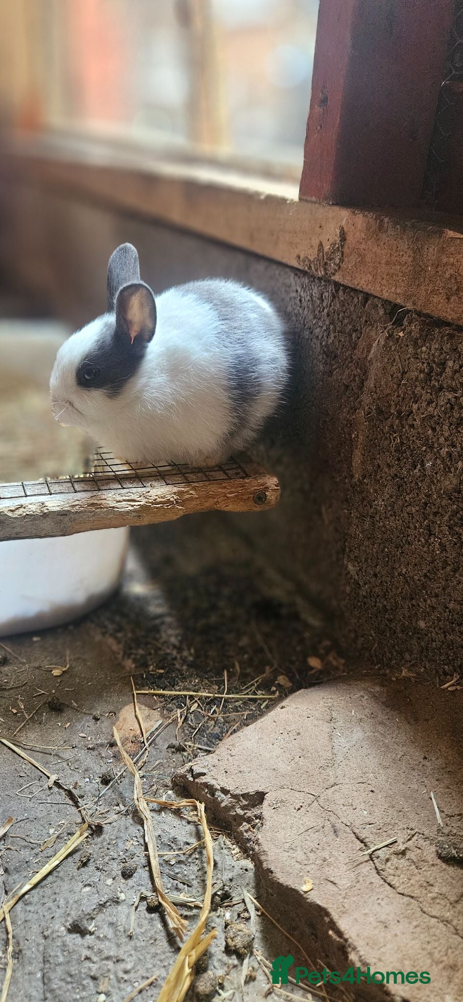 Mixed Breed rabbits They are mix Rex and Dutch  - Advert 19