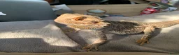Bearded Dragon reptiles for sale: Pocket size dinosaur looking for a new home in St Albans - Advert 2