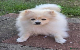 Pomeranian dogs for sale: Honey - 7 month old intact female Pomeranian  - Image 2