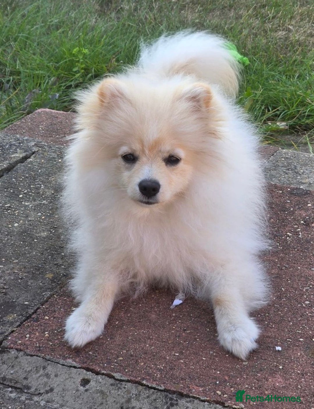 Pomeranian dogs for sale: Honey - 7 month old intact female Pomeranian  - Image 2