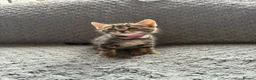 Mixed Breed cats for sale: 4 Beautiful Tabby Kittens  in Crewe - Advert 5